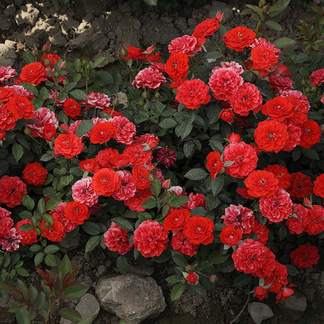 Роза плетистая Гримпант оранж Садовита