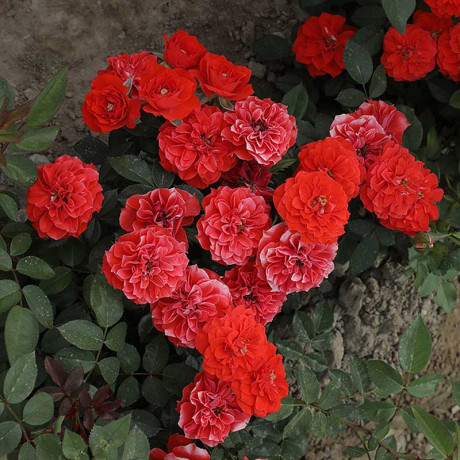 Роза плетистая Гримпант оранж Садовита