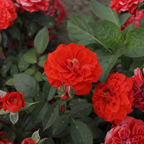 Роза плетистая Гримпант оранж Садовита