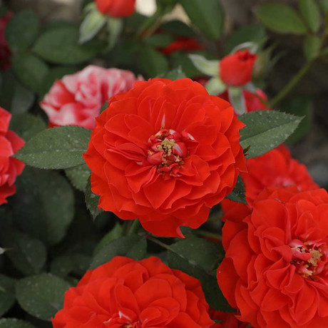 Роза плетистая Гримпант оранж Садовита