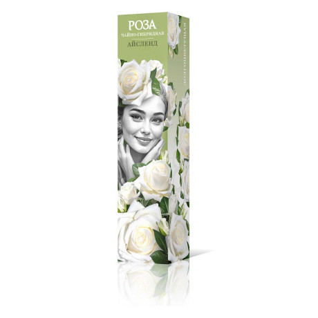 Роза чайно-гибридная Айсленд Садовита