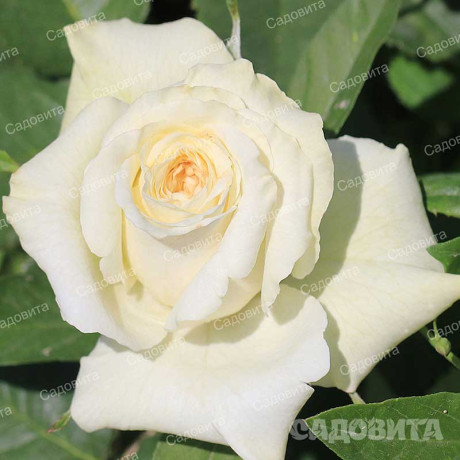 Роза чайно-гибридная Айсленд Садовита