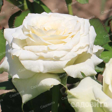Роза чайно-гибридная Айсленд Садовита