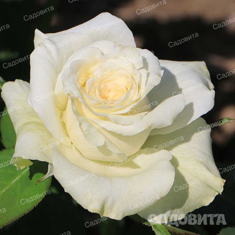 Роза чайно-гибридная Айсленд Садовита