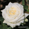 Роза чайно-гибридная Айсленд Садовита