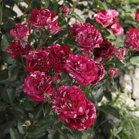 Роза флорибунда Перпл Тайгер Садовита