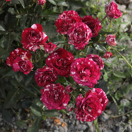 Роза флорибунда Перпл Тайгер Садовита