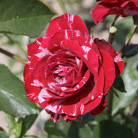 Роза флорибунда Перпл Тайгер Садовита