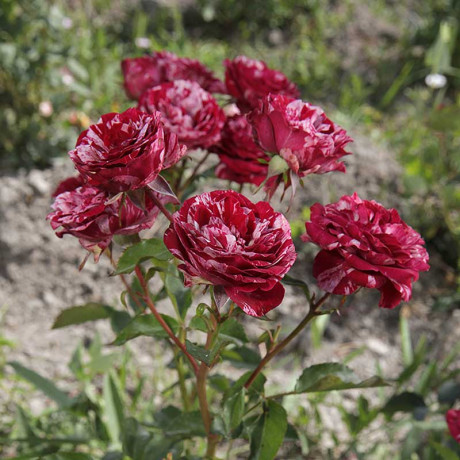 Роза флорибунда Перпл Тайгер Садовита