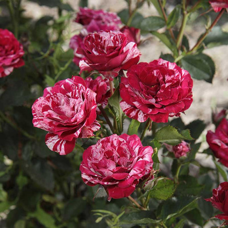 Роза флорибунда Перпл Тайгер Садовита