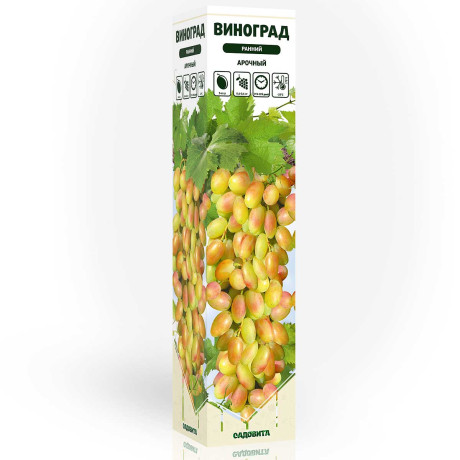Виноград Арочный ранний Садовита