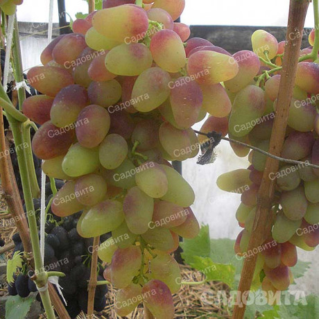 Виноград Арочный ранний Садовита