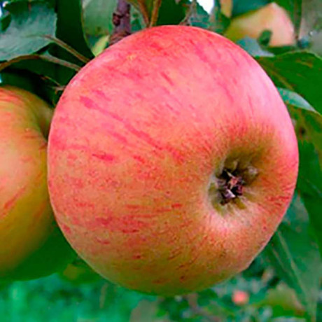 Яблоня Медуница (полукарлик) Садовита