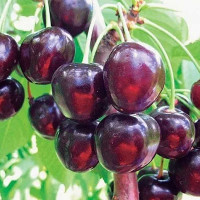 Черешня Оленька Садовита