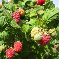 Малина Феномен Садовита