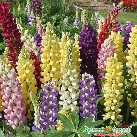 Люпин Бамбини НК Ц