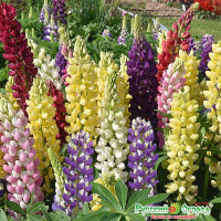 Люпин Бамбини НК Ц