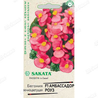 КОМ Бегония Амбасадор Роуз  Гавриш Ц