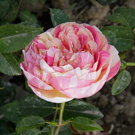 Роза плетистая Жули Андре Садовита