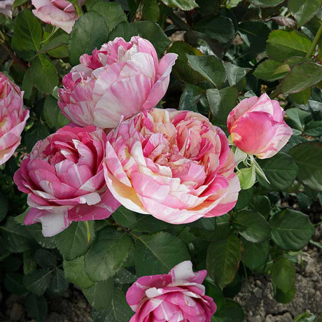 Роза плетистая Жули Андре Садовита