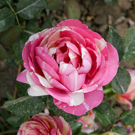 Роза плетистая Жули Андре Садовита