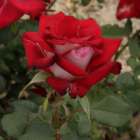 Роза чайно-гибридная Николь Садовита