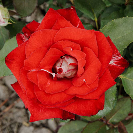 Роза чайно-гибридная Николь Садовита