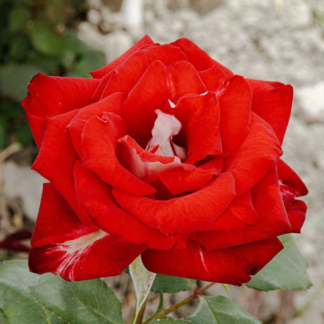 Роза чайно-гибридная Николь Садовита