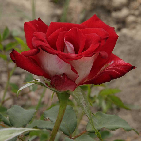 Роза чайно-гибридная Николь Садовита