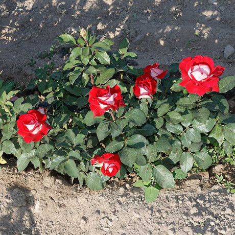 Роза чайно-гибридная Николь Садовита