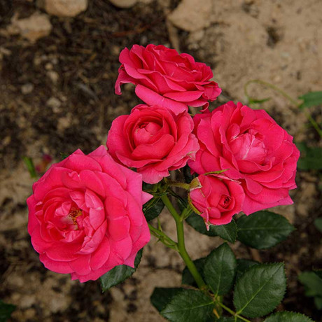 Роза спрей Хихо Садовита