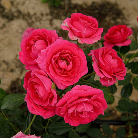 Роза спрей Хихо Садовита