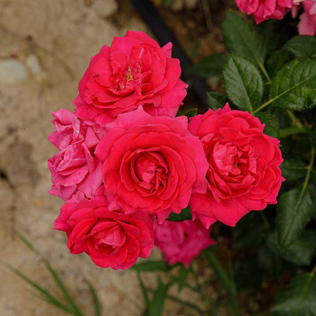 Роза спрей Хихо Садовита