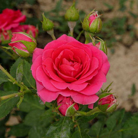 Роза спрей Хихо Садовита