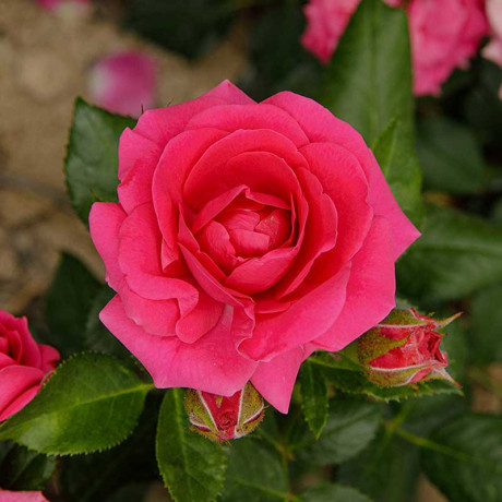 Роза спрей Хихо Садовита