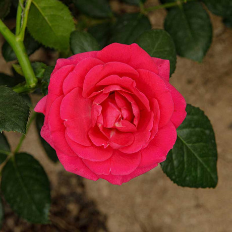 Роза спрей Хихо Садовита