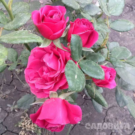 Роза спрей Хихо Садовита