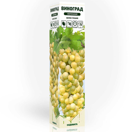 Виноград Белое пламя сверхранний Садовита