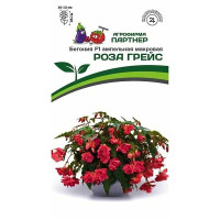 Ком Бегония Роза Грейс клубневая Партнер Ц