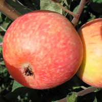 Яблоня Красное раннее (полукарлик) Садовита