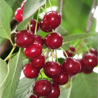 Вишня Любская Садовита