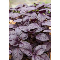 Базилик Ред рубин НК Ц