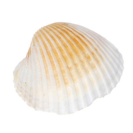 INBLOOM Декор для кашпо Ракушки, 10х6см, белые, 150г (±10г)