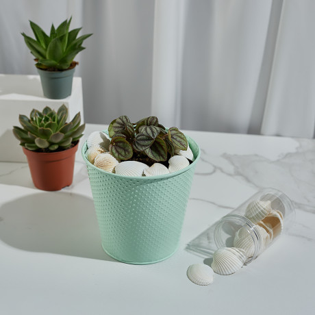 INBLOOM Декор для кашпо Ракушки, 10х6см, белые, 150г (±10г)