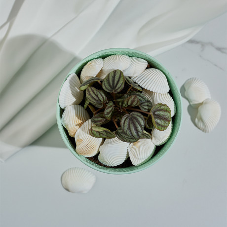 INBLOOM Декор для кашпо Ракушки, 10х6см, белые, 150г (±10г)