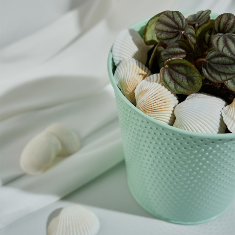 INBLOOM Декор для кашпо Ракушки, 10х6см, белые, 150г (±10г)