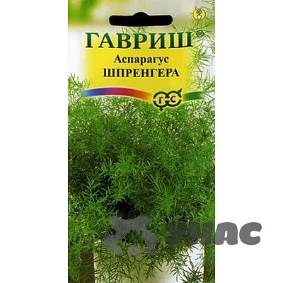 КОМ Аспарагус Шпренгера Гавриш Ц