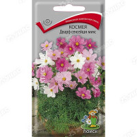 Космея Дварф сенсейшн микс Поиск Ц