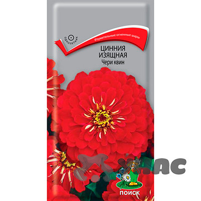 Циния Чери Квин изящная Поиск Ц
