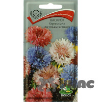 Василек Карлик смесь Поиск Ц